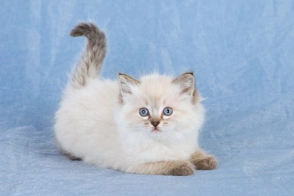 Ragdoll Cats Breed - Information, Temperament, Size & Price | Pets4Homes