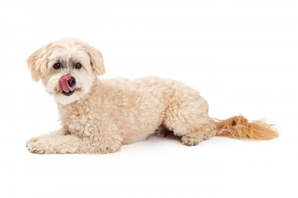 Maltipoo 2024 hip dysplasia