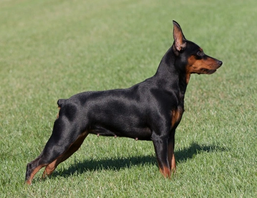 Pinscher Nano Dogs Razza - Prezzo, Temperamento & Foto | AnnunciAnimali