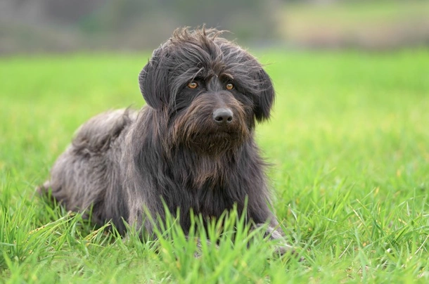 Catalan Sheepdog Dog Breed Information