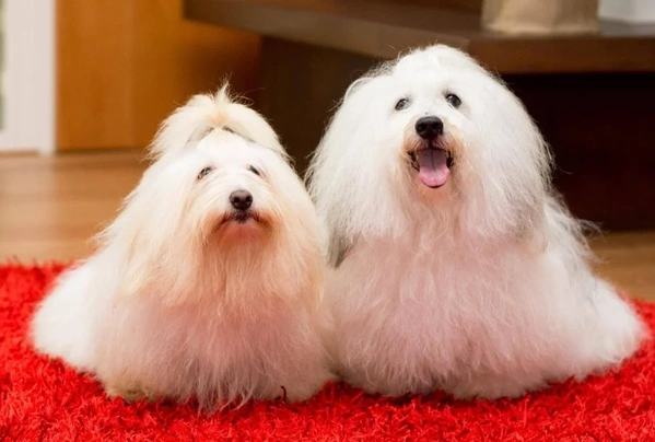 Coton De Tulear Dogs Breed - Information, Temperament, Size & Price | Pets4Homes