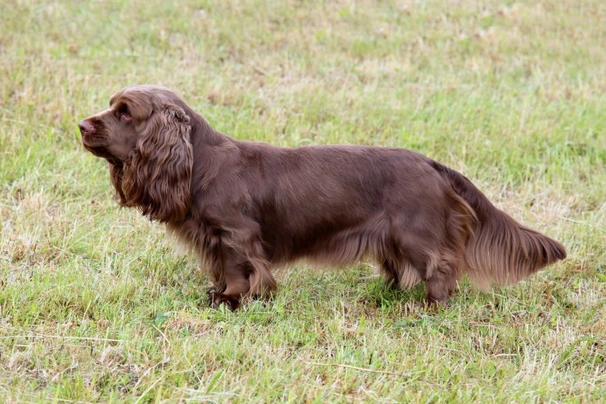 Sussex Spaniel Dogs Raza - Características, Fotos & Precio | MundoAnimalia