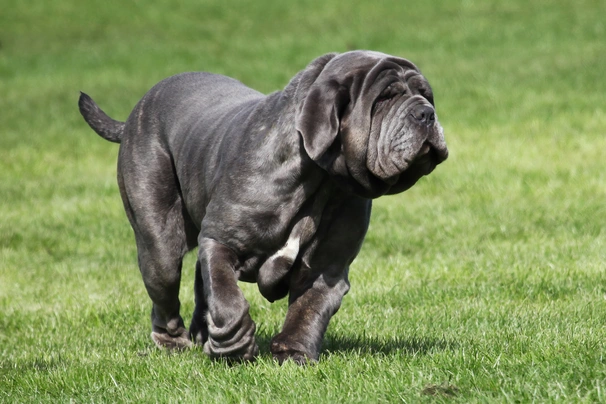 Mastino Napoletano Dogs Ras: Karakter, Levensduur & Prijs | Puppyplaats