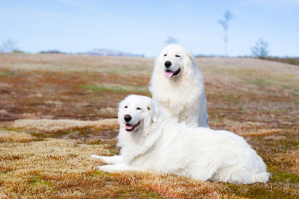 Maremma 2024 dog temperament