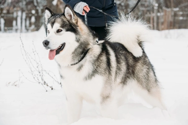Aljašský malamut Dogs Informace - velikost, povaha, délka života & cena | iFauna