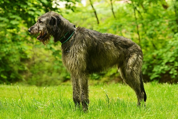 Lebrel Irlandés Dogs Raza - Características, Fotos & Precio | MundoAnimalia