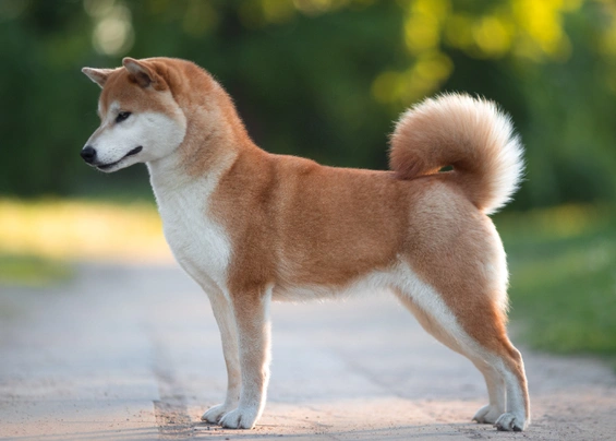 Japanese Shiba Inu Dogs Breed - Information, Temperament, Size & Price | Pets4Homes