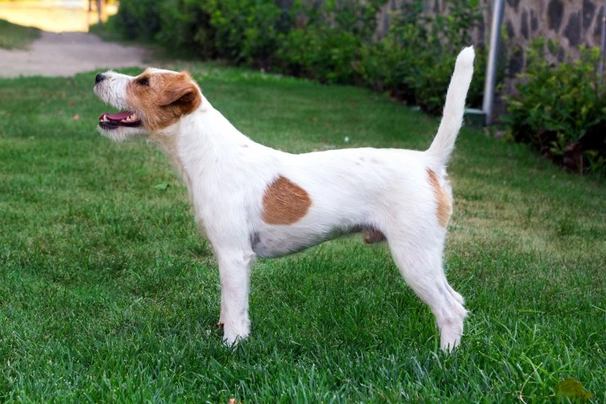 Rough coated parson clearance russell terrier for sale