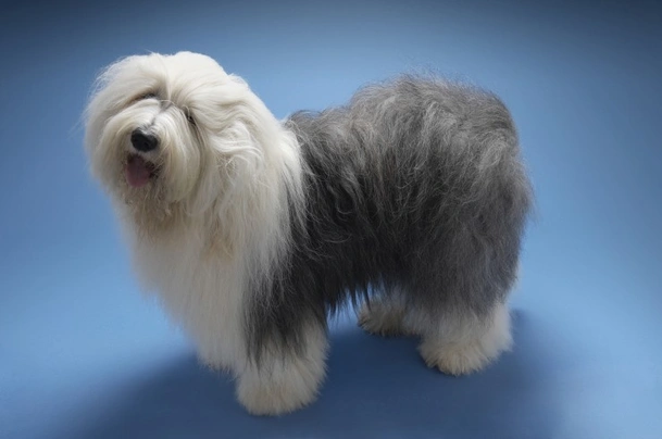 Old English Sheepdog  Razas de perros, Perro bobtail, Perros pastor ingles