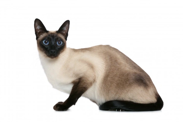 Siamese Cats Razza - Prezzo, Temperamento & Foto | AnnunciAnimali