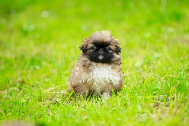 Pekingský palácový psík Dogs Informace - velikost, povaha, délka života & cena | iFauna