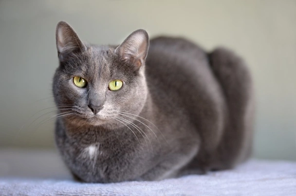 Korat Cats Breed | Facts, Information and Advice | Pets4Homes