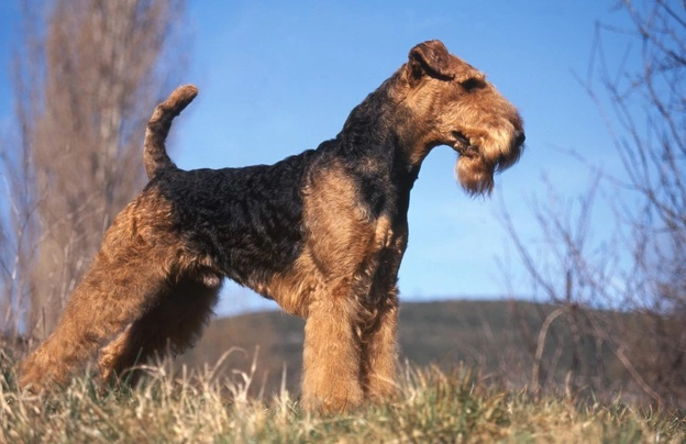 Airedale Terriër Dogs Ras: Karakter, Levensduur & Prijs | Puppyplaats