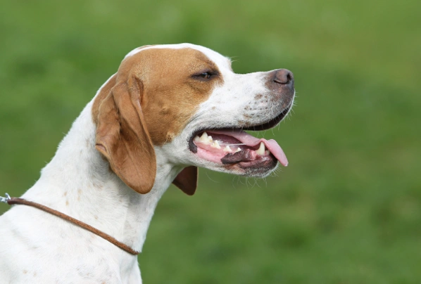 Pointer Dogs Razza - Prezzo, Temperamento & Foto | AnnunciAnimali