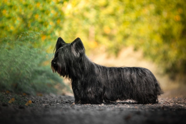 Skye Terrier Dogs Raza - Características, Fotos & Precio | MundoAnimalia