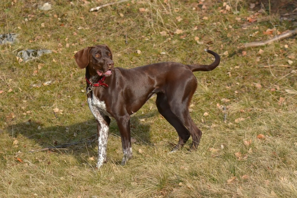 Německý krátkosrstý ohař Dogs Informace - velikost, povaha, délka života & cena | iFauna