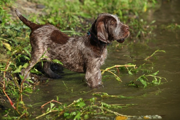 Italský spinone Dogs Plemeno / Druh: Povaha, Délka života & Cena | iFauna