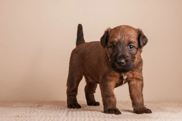 Irish terrier puppies near hot sale me