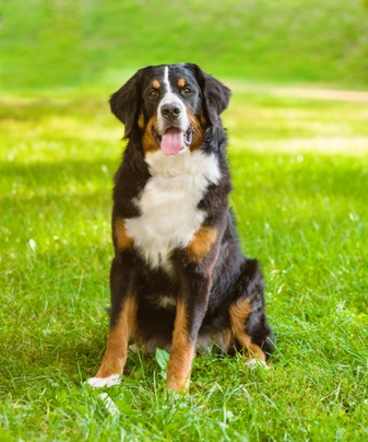 Berner Sennenhond Dogs Ras: Karakter, Levensduur & Prijs | Puppyplaats