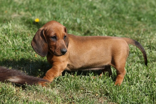 Dachshund Dogs Breed - Information, Temperament, Size & Price | Pets4Homes
