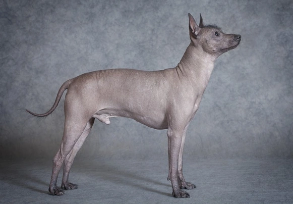 Xoloitzcuintle Dogs Raza - Características, Fotos & Precio | MundoAnimalia