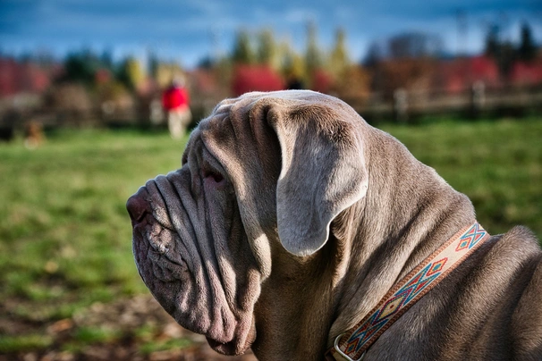 Neapolský mastin Dogs Informace - velikost, povaha, délka života & cena | iFauna