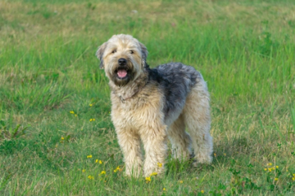 Flat coated wheaten clearance terrier