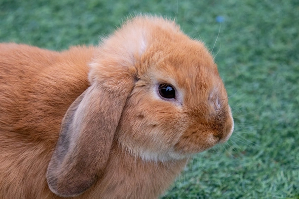 Cashmere Lop Rabbits Breed - Information, Temperament, Size & Price | Pets4Homes