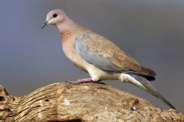 Hrdlička senegalská Birds Informace - velikost, povaha, délka života & cena | iFauna