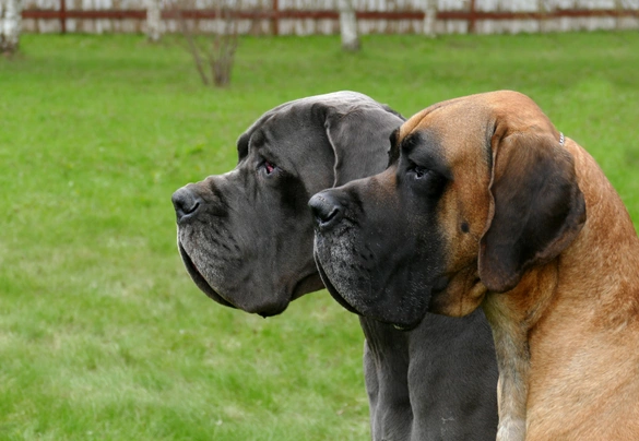 Německá doga Dogs Informace - velikost, povaha, délka života & cena | iFauna