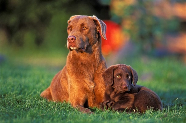 Chesapeake Bay retrívr Dogs Informace - velikost, povaha, délka života & cena | iFauna