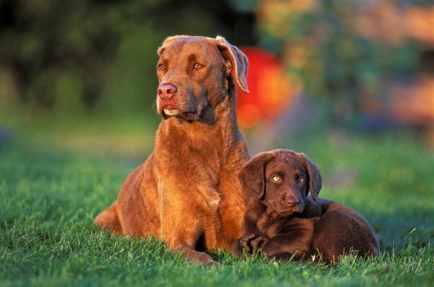 Chesapeake Bay Retriever Dogs Raza - Características, Fotos & Precio | MundoAnimalia