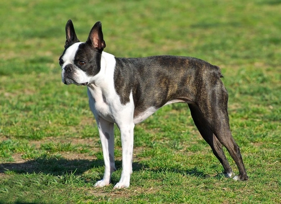 Bostonský teriér Dogs Informace - velikost, povaha, délka života & cena | iFauna
