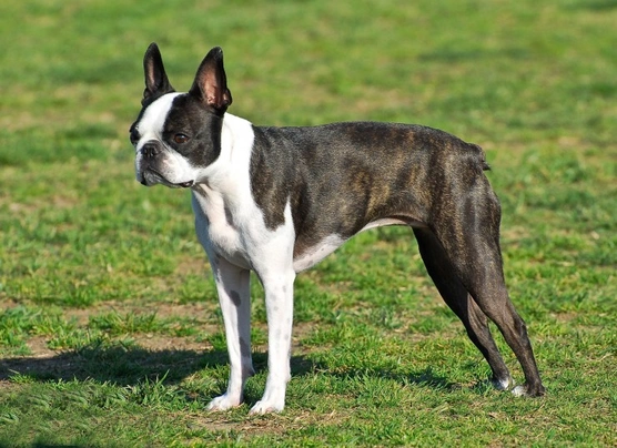 cuanto mide el cuello de un bulldog frances