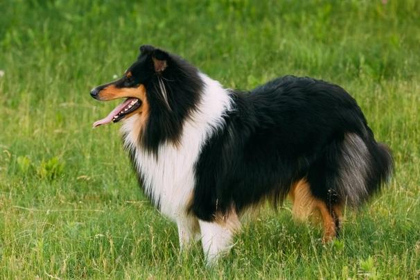 Perro Pastor de las Shetland Dogs Raza - Características, Fotos & Precio | MundoAnimalia