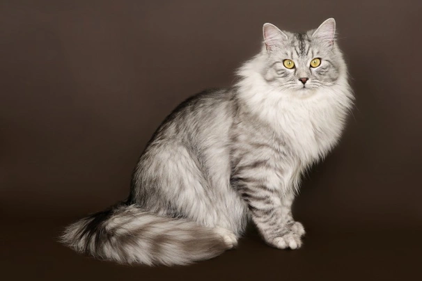 Siberiano Cats Raza - Características, Fotos & Precio | MundoAnimalia