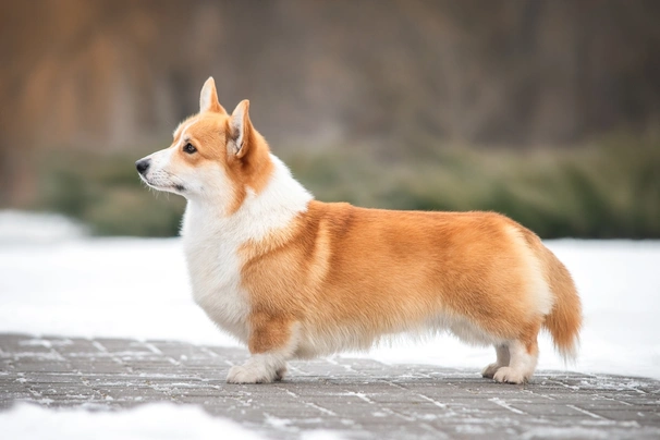 Welsh Corgi Pembroke Dogs Razza - Prezzo, Temperamento & Foto | AnnunciAnimali