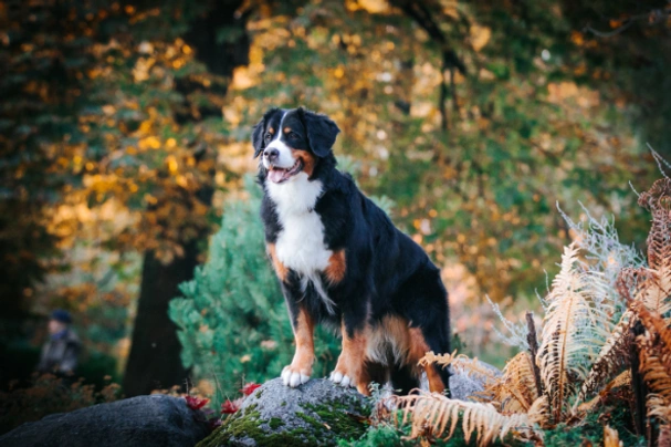 Bovaro Del Bernese Dogs Razza - Prezzo, Temperamento & Foto | AnnunciAnimali