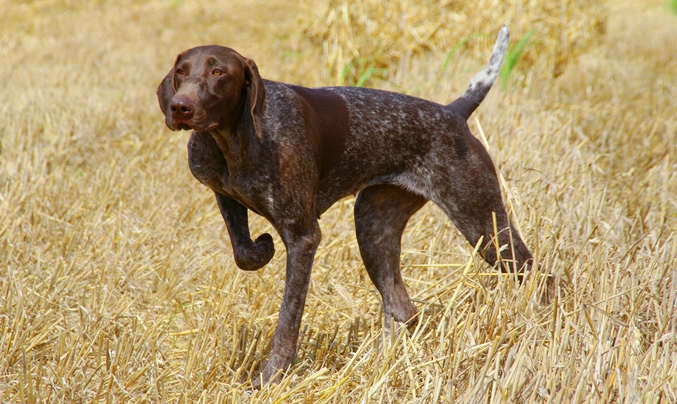 Německý krátkosrstý ohař Dogs Informace - velikost, povaha, délka života & cena | iFauna