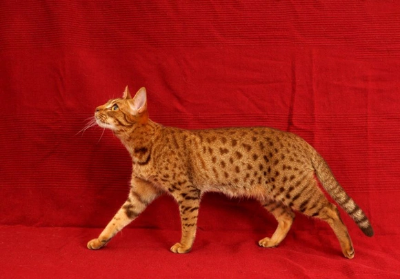 Ocicat Cats Informace - velikost, povaha, délka života & cena | iFauna