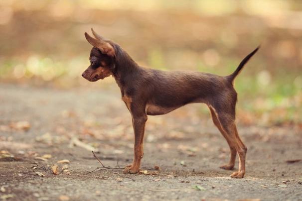 Russian toy hot sale terrier temperament