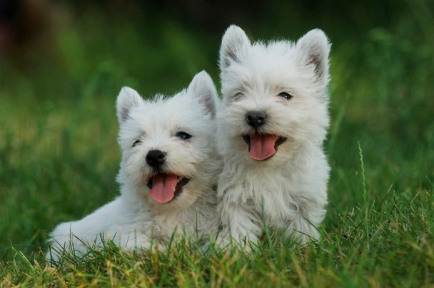 West highland white teriér Dogs Plemeno / Druh: Povaha, Délka života & Cena | iFauna