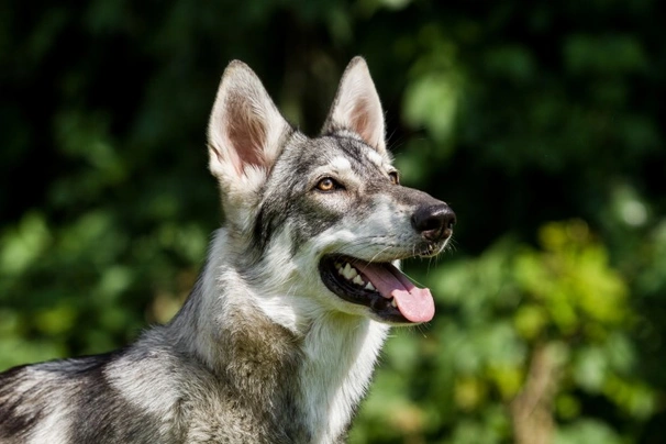 Northern Inuit Dogs Breed - Information, Temperament, Size & Price ...