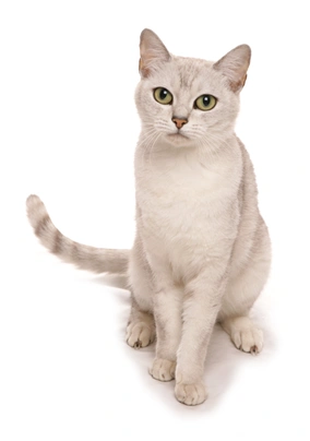 Burmilla Cats Breed - Information, Temperament, Size & Price | Pets4Homes