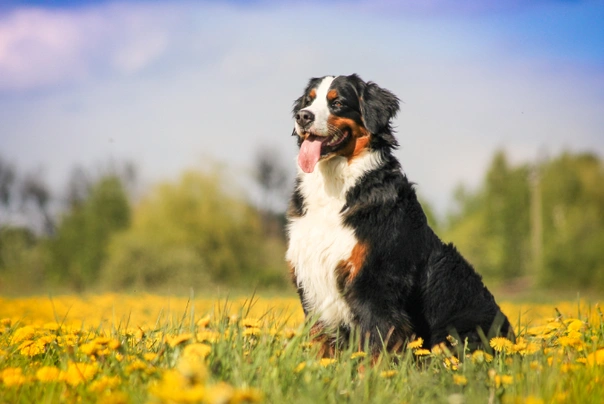 Bernese Mountain Dog Dogs Breed - Information, Temperament, Size & Price | Pets4Homes