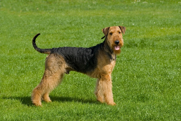 Airedale Terrier Dogs Raza - Características, Fotos & Precio | MundoAnimalia