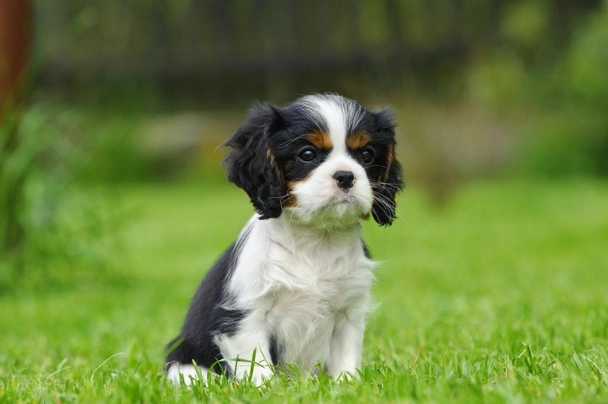 Cavalier King Charles Spaniel Dogs Raza - Características, Fotos & Precio | MundoAnimalia