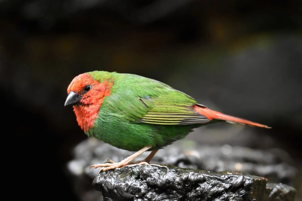 Amada červenohlavá Birds Plemeno / Druh: Povaha, Délka života & Cena | iFauna