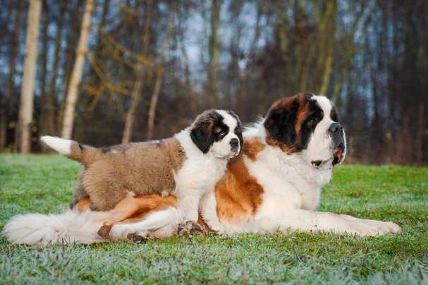 St bernard hot sale puppy biting