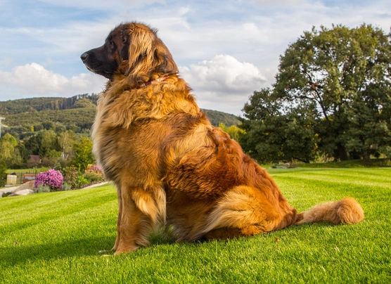 Leonberger Dogs Plemeno / Druh: Povaha, Délka života & Cena | iFauna